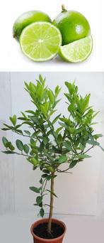3 Groene Limoen Boompjes- Citrus Aurantifolia- Vruchtdragend, Ophalen, Overige soorten, Volle zon, In pot