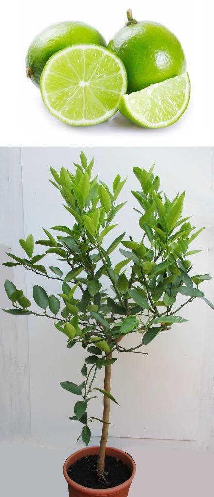 3 Groene Limoen Boompjes- Citrus Aurantifolia- Vruchtdragend, Tuin en Terras, Planten | Fruitbomen, Overige soorten, 100 tot 250 cm
