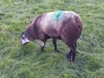 Blauwe Swifter dekrammen, Dieren en Toebehoren, Schapen, Geiten en Varkens, Mannelijk, Schaap, 0 tot 2 jaar