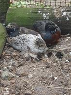 Chinese Dwergkwartels (Darth vader), Dieren en Toebehoren, Vogels | Overige Vogels, Mannelijk, Tropenvogel