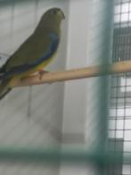 Elegant parkiet poppen, Dieren en Toebehoren, Vogels | Parkieten en Papegaaien, Vrouwelijk, Parkiet, Geringd