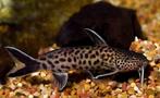 2 synodontis aquarium vissen, Dieren en Toebehoren, Vis