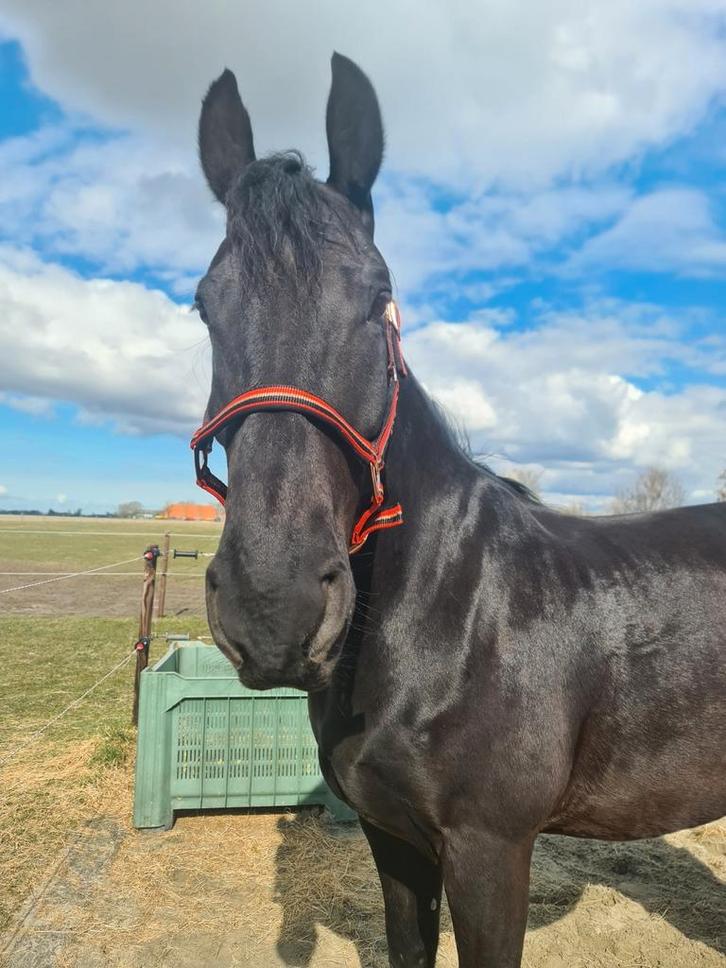 Ervaren verzorg(st)er/ leaser gezocht!, Dieren en Toebehoren, Paarden en Pony's | Verzorgingsproducten, Ophalen