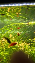 Platy rood mickey mouse, Dieren en Toebehoren, Vis