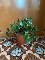 Grote pannenkoeken plant!, Huis en Inrichting, Kamerplanten, Ophalen of Verzenden