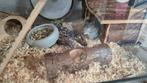 Lieve hamster, Dieren en Toebehoren, Knaagdieren, Hamster, Maart, Geslacht onbekend, Tam