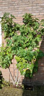 Vijgenboom vijgenstruik, Tuin en Terras, Bloeit niet, Overige soorten, 100 tot 250 cm, Ophalen