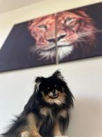 Pomeriaan hondjes, België, Particulier, Rabiës (hondsdolheid), Meerdere