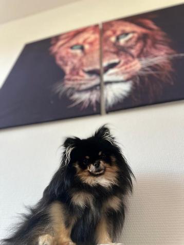 Pomeriaan hondjes beschikbaar voor biedingen