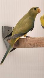 Elegant/ Eleganten, Dieren en Toebehoren, Vogels | Parkieten en Papegaaien, Meerdere dieren, Parkiet, Geringd