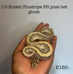 1.0 Butter Pinstripe Scaleless head poss het ghost NK25, Slang
