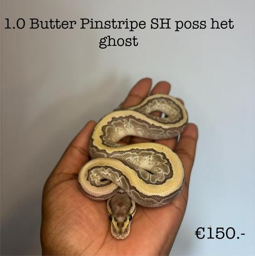 1.0 Butter Pinstripe Scaleless head poss het ghost NK25, Dieren en Toebehoren, Reptielen en Amfibieën, Slang