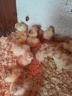 Brahma groot Kuikens, Dieren en Toebehoren, Pluimvee, Geslacht onbekend, Kip