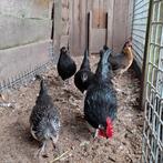 Bassette krielen, Dieren en Toebehoren, Pluimvee, Meerdere dieren, Kip