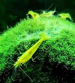 Garnalen zoetwater geel Neocaridina, Dieren en Toebehoren, Vissen | Aquariumvissen, Zoetwatervis, Kreeft, Krab of Garnaal, Schoolvis