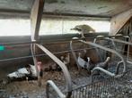 Kalkoenen, Dieren en Toebehoren, Pluimvee, Meerdere dieren, Kalkoen