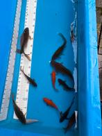 12 vijvervissen( bijna gratis), Dieren en Toebehoren, Vissen | Vijvervissen, Goudvis(sen)