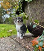 Boerderij kitten, Poes, Ontwormd