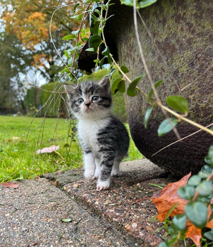 Boerderij kitten, Dieren en Toebehoren, Katten en Kittens | Raskatten | Korthaar, Poes, Ontwormd