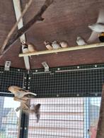 Zebravinken, Dieren en Toebehoren, Meerdere dieren, Tropenvogel