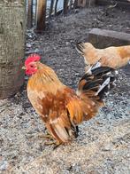 4 Mooie hanen - Gratis - alles of per stuk, Dieren en Toebehoren, Mannelijk, Kip