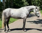 Leuke Connemara D-pony !, Merrie, Dressuurpony, Zadelmak, 3 tot 6 jaar