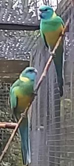 Gevraagd Cloncurry man, Dieren en Toebehoren, Mannelijk, Parkiet, Geringd