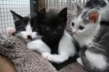 Nog 1 lieve kitten (kater) te koop! beschikbaar voor biedingen