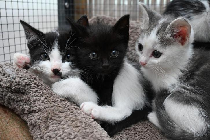 Nog 1 lieve kitten (kater) te koop!, Dieren en Toebehoren, Katten en Kittens | Raskatten | Korthaar, Meerdere dieren, 0 tot 2 jaar