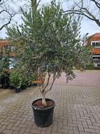 Olijfboom Multistam - 2 modellen, Tuin en Terras, Planten | Bomen, Bloeit niet, Ophalen of Verzenden, 100 tot 250 cm, Olijfboom