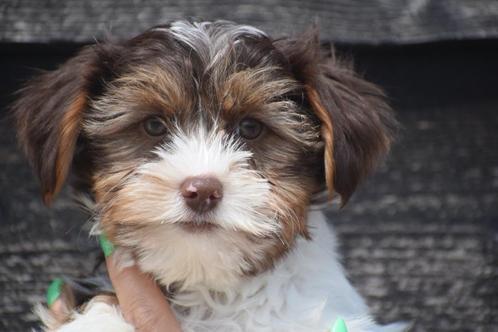 Biewer yorshire terrier pup, Dieren en Toebehoren, Honden | Jack Russells en Terriërs, Meerdere dieren, Yorkshire Terriër, Fokker | Professioneel