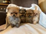 pomeriaan pups ( mini / dwerg ), Keeshond, 8 tot 15 weken, Meerdere, Meerdere dieren