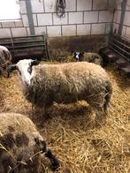 Schoonebeeker ram, Dieren en Toebehoren, Schapen, Geiten en Varkens, Mannelijk, Schaap