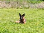 Lieve Duitse Herder Teef uit Keurfok, 9 maanden, Dieren en Toebehoren, Rabiës (hondsdolheid), 15 weken tot 1 jaar, Teef, Meerdere