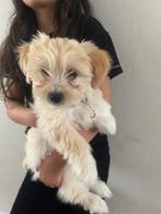 Hond(lieve kleine puppy van 2,5 maanden oud,teefje), Maltezer, Rabiës (hondsdolheid), 8 tot 15 weken, Teef