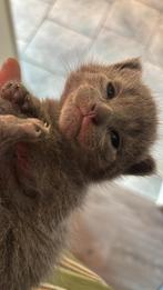 Blauwe rus kittens 😍 Laatste katertje 💙, Dieren en Toebehoren, Katten en Kittens | Raskatten | Korthaar, Meerdere dieren, Ontwormd