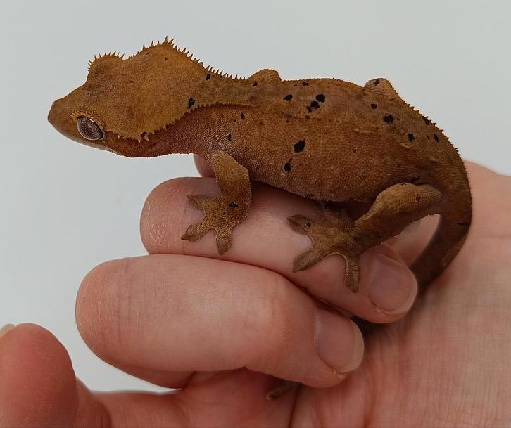 Super dalmation wimpergekko vrouw