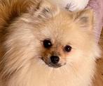 Prachtig Pomeriaan, Particulier, Buitenland, Eén hond, 3 tot 5 jaar