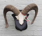 Schedel middelgrote MOEFLON RAM op dubbel eikenhouten schild, Ophalen of Verzenden, Gebruikt, Wild dier, Schedel