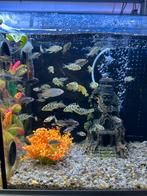 Malawi jonge, Dieren en Toebehoren, Vissen | Aquaria en Toebehoren, Ophalen of Verzenden, Zo goed als nieuw, Overige typen