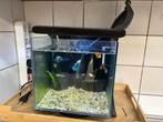 Te koop aquarium, Vis