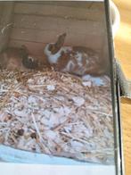 Dwerg konijntjes, Mei, Meerdere dieren, Overige typen