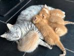 Jonge Kittens, Dieren en Toebehoren, Katten en Kittens | Overige Katten, Meerdere dieren, 0 tot 2 jaar