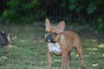 Franse bulldog teefje met FCI stamboom, België, Particulier, 15 weken tot 1 jaar, Teef
