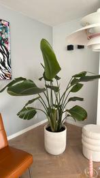 Prachtige strelitzia, ongeveer 160 cm hoog, Huis en Inrichting, Kamerplanten, Ophalen of Verzenden, Overige soorten, 150 tot 200 cm