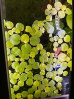 Kikkerbeet, Dieren en Toebehoren, Vissen | Aquaria en Toebehoren, Ophalen of Verzenden, Nieuw, Plant(en), Steen of Hout