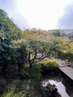 Japanse esdoorn, Tuin en Terras, Ophalen, Bloeit niet, Halfschaduw, Overige soorten
