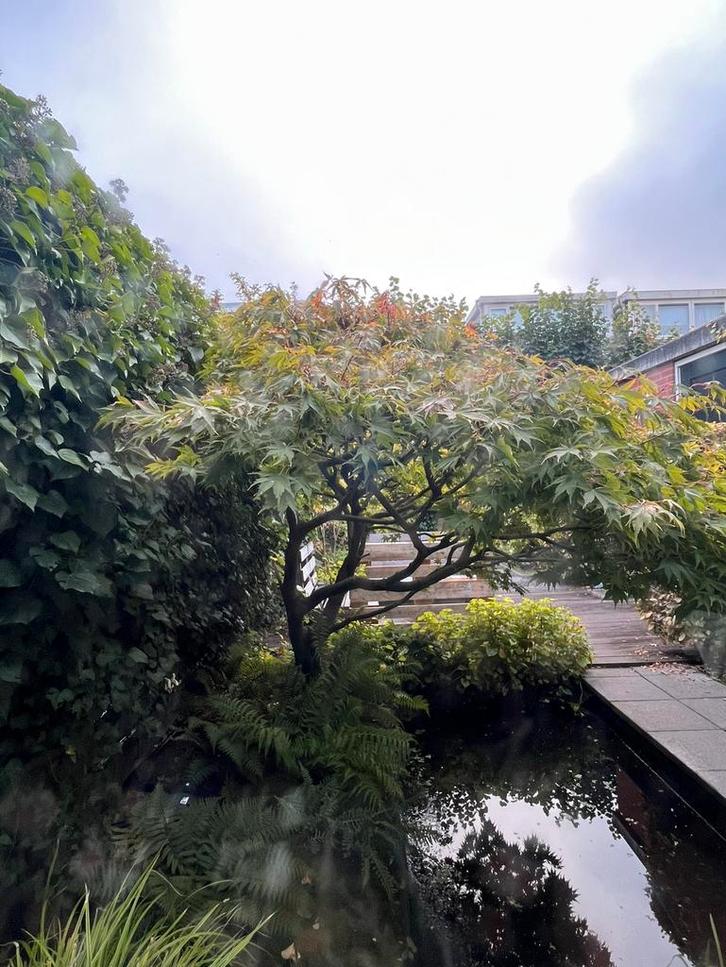 Japanse esdoorn, Tuin en Terras, Planten | Bomen, Overige soorten, 100 tot 250 cm, Halfschaduw, Bloeit niet, Ophalen
