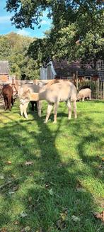 Zeer mooie alpaca hengst aangeboden., Dieren en Toebehoren, Overige Dieren, Mannelijk