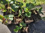 Aardbeienplanten, Tuin en Terras, Planten | Tuinplanten, Vaste plant, Halfschaduw, Lente, Ophalen